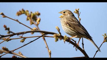 Corn Bunting