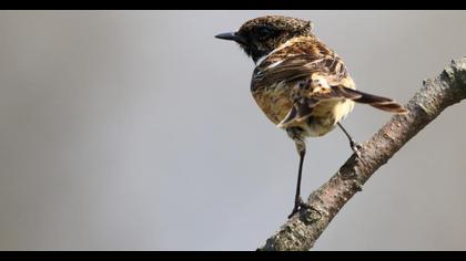 European Stonechat