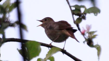 Common Nightingale