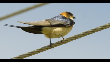 Red-rumped Swallow