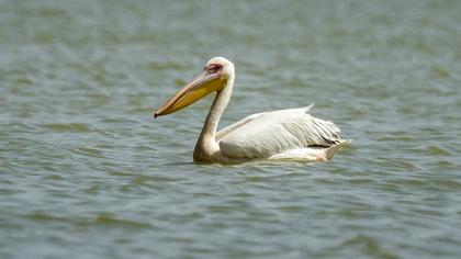 Great White Pelican