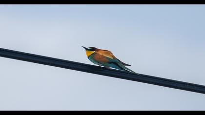European Bee-eater