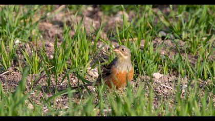 Ortolan Bunting