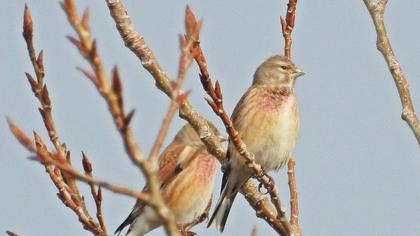 Common Linnet