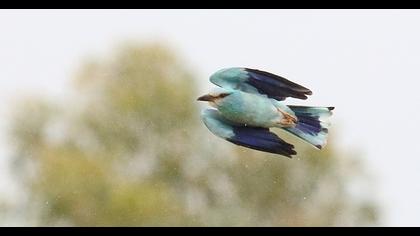 European Roller