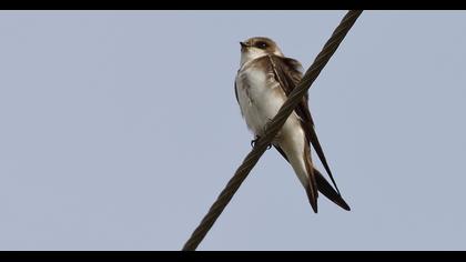 Sand Martin