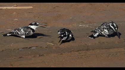 Alaca yalıçapkını
