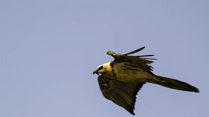 Bearded Vulture