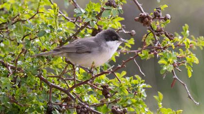 Eastern Orphean Warbler