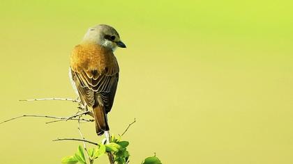 Red-backed Shrike