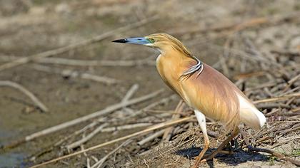 Squacco Heron