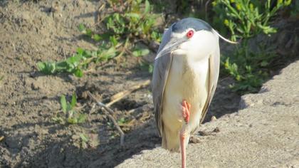 Black-crowned Night Heron