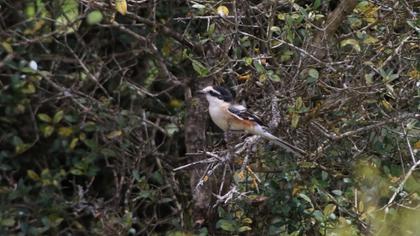 Masked Shrike