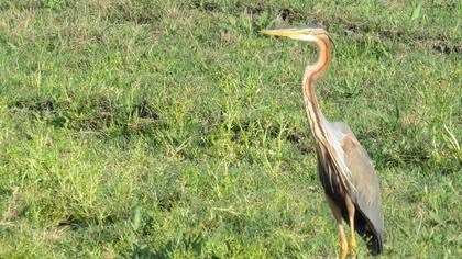 Purple Heron