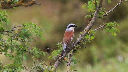 Red-backed Shrike