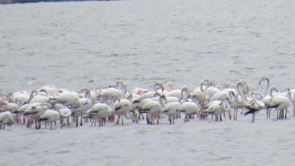 Greater Flamingo