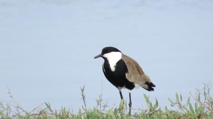 Spur-winged Lapwing