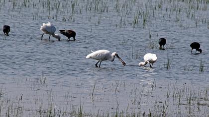 Eurasian Spoonbill