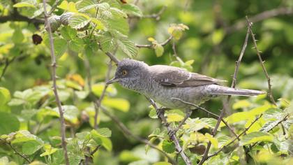 Barred Warbler