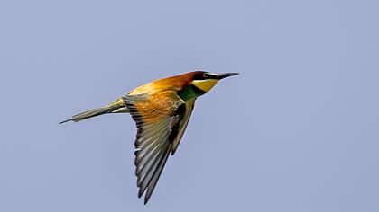 European Bee-eater