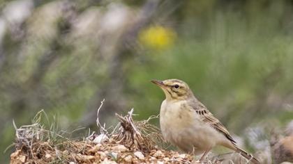 Tawny Pipit