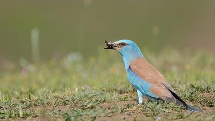 European Roller