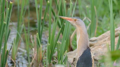 Little Bittern