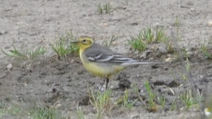 Citrine Wagtail