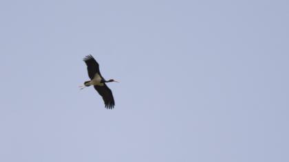 Black Stork