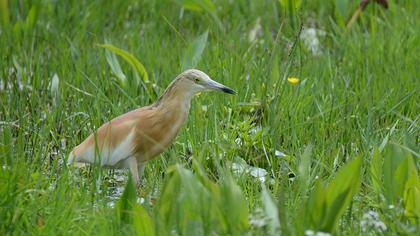 Squacco Heron