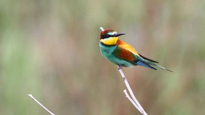 European Bee-eater