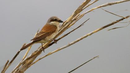 Red-backed Shrike