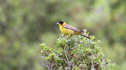 Black-headed Bunting