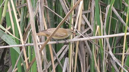 Savi`s Warbler
