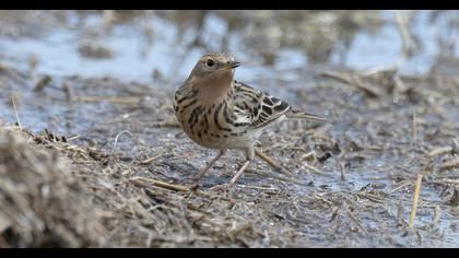 Kızılgerdanlı incirkuşu