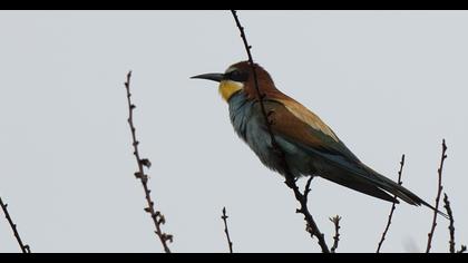 European Bee-eater