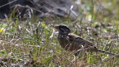 Rock Bunting