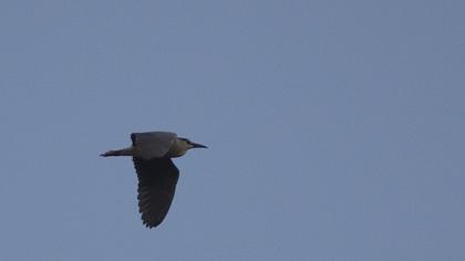 Black-crowned Night Heron