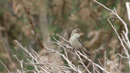 Eastern Olivaceous Warbler