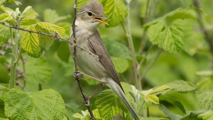 Eastern Olivaceous Warbler