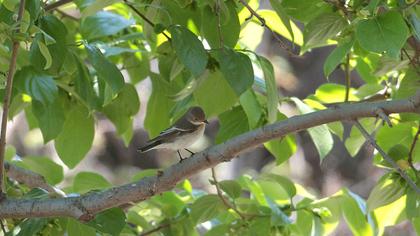 Semicollared Flycatcher
