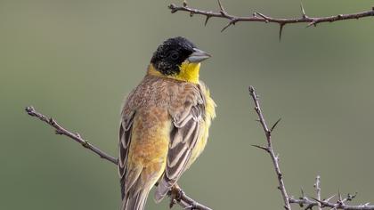 Black-headed Bunting