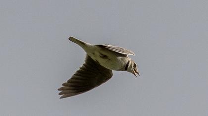 Calandra Lark