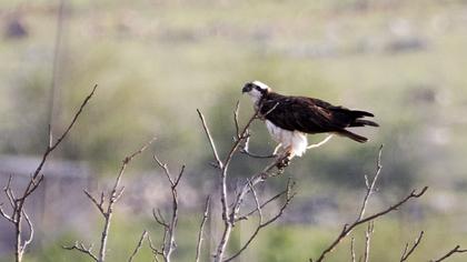 Western Osprey