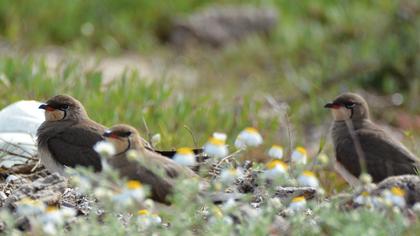 Collared Pratincole
