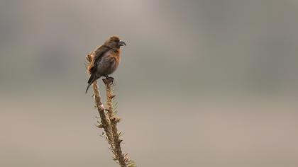 Red Crossbill