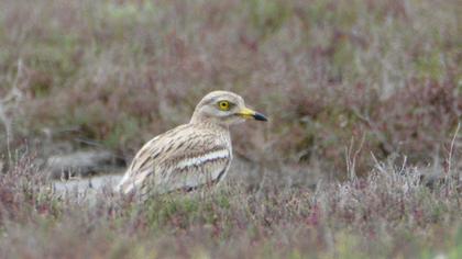 Eurasian Stone-curlew