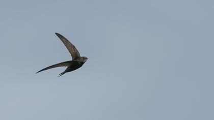 Common Swift
