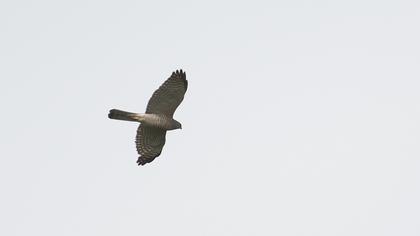 Levant Sparrowhawk