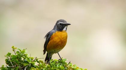White-throated Robin